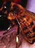 CANDYMAN