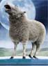 BLACK SHEEP