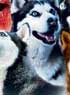EIGHT BELOW