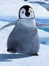 HAPPY FEET