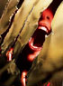POPCORN REBORN : HURLEMENTS