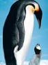 LA MARCHE DE L'EMPEREUR (BLU-RAY)