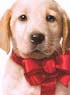 MARLEY ET MOI, UN DVD BLU-RAY QUI A DU CHIEN