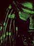 PREDATOR 2 DEBARQUE DANS LA VILLE EN BLU-RAY