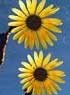 LA FIN DE PUSHING DAISIES BIENTOT DISPONIBLE